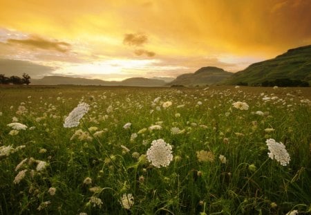 Sunriser's Wild Flowers - white, flower, wild, sunrise