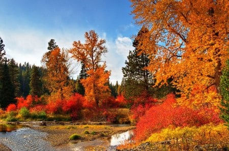 Nature's Painting - great, nice, forest, wonder