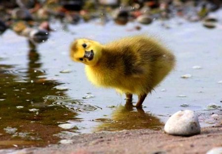 HAPPY DUCKLING - cheerful, duckling, bird, looking