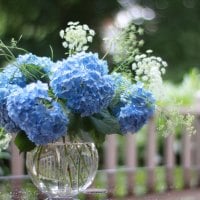 Hydrangea blues