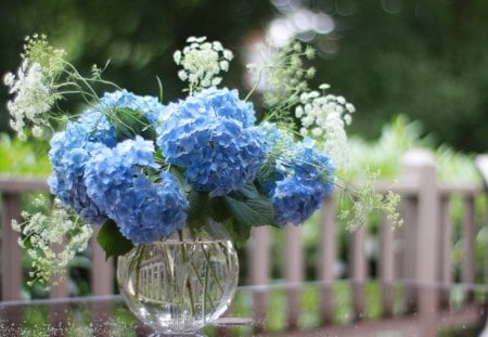 Hydrangea blues - nature, blue, hydrangeas, flowers, garden