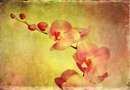 Oriental Delight - oriental, flower, vintage, delight