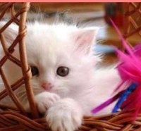 kitty in a basket