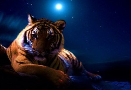 Night watch - moon, hunter, night, tiger, sky