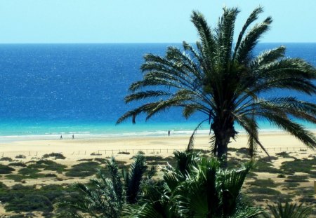 Fuerteventura - palmtree, naturre, beaches, sky, ocean, blue, sun