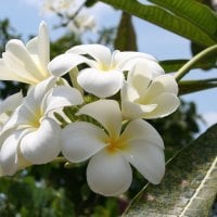 Beautiful White Summer Flower