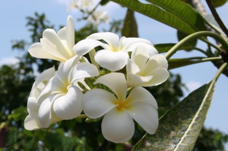 Beautiful White Summer Flower - beautiful, white, summer, flower