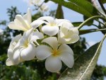 Beautiful White Summer Flower