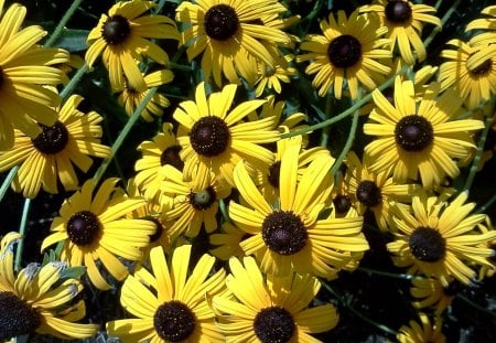 Black Eyed Susan - nice, summer, sunshine, flower