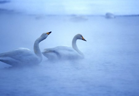 Lovely Swans - swans, fog, swimming, mist