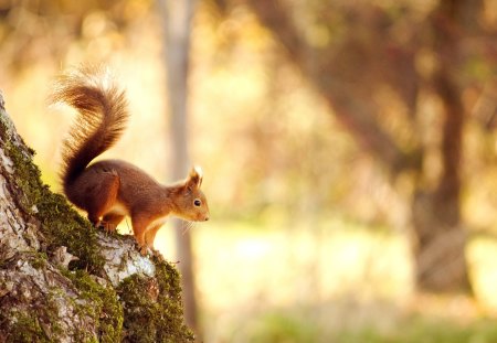 Right Before Winter - looking, winter, ledge, squirrel