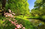 Forest flowers