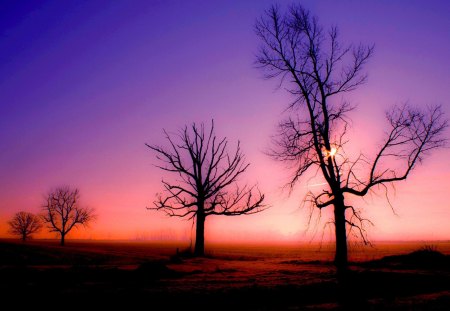 BEAUTIFUL MORNING - trees, morning, sunrise, light