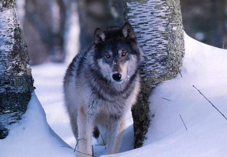 wolf in snow - majestic, wolf, canine, snow, dog, pack, mythical, the pack, grey wolf, timber, canis lupus, wolf wallpaper, wild  animal black, abstract, winter, spirit, beautiful, friendship, wolf pack, howl, howling, wolves, grey, white, nature, lobo, lone wolf, arctic, solitude, wallpaper