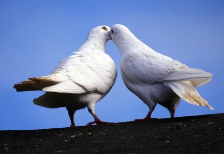 Love is in the air - doves, love, love is in the air, wallpaper, birds