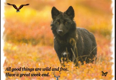 Wolf wisdom