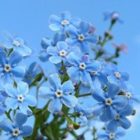 Small Blue Flowers