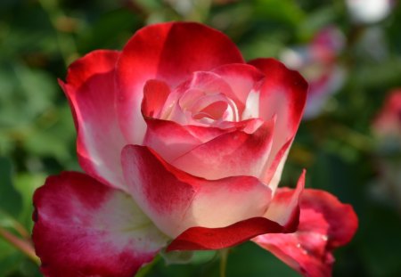 Beautiful Rose - white, red, flower, rose