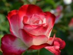 Beautiful Rose