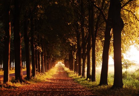 Autumn Path - sunlight, light, leaves, trees, sun, colors