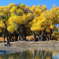 Reflection of Beautiful Yellow Trees