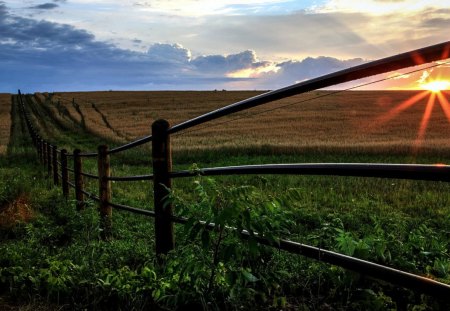 Sunrise on the Field - field, grain, sunrise, fence