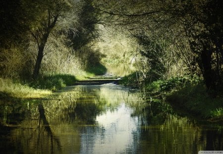 forest waterway - stream, forest, grass, reflection