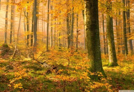 german forest in autumn - leaves, forest, sun, autumn