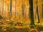 german forest in autumn