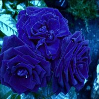 blue roses