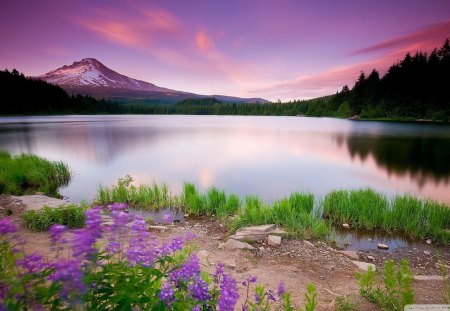 outstanding mountain lake - sky, lake, forest, flowers, mountain