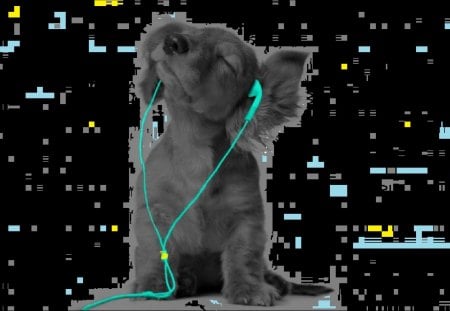 music dog - music, earphones, dog