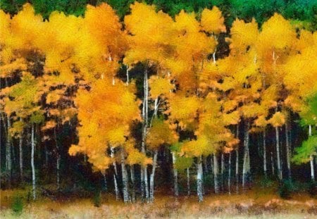 Autumn trees - fall, birch, forrest, autumn, tree