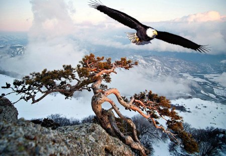 The Eagles Domain - eagle, mountains, tree, bald