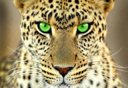 Look Into Ramya's Eyes - wildlife, cheetah, cats, animals, other