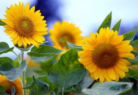 Pretty sunflowers - sunflower, petal, nature, yellow, flower