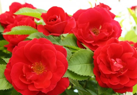 Red flowers - red, flower, nature, petal