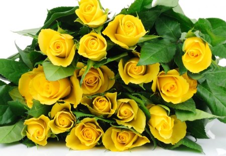 Yellow roses - flower, rose, yellow, nature, petal