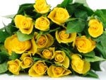 Yellow roses