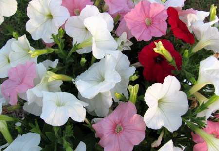 Sea flowers - white, petal, nature, flower, pink