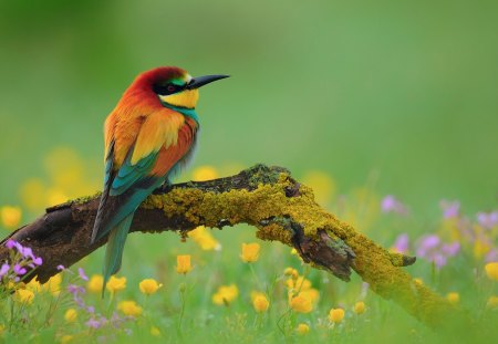 Pretty bird - bird, colorful, branch, animal, nature, flower