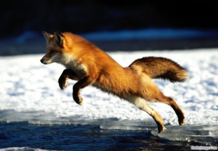 Fox At Play.