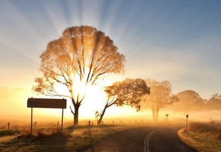 Beautiful sunrise - roads, sunrise, tree, path, lights, natute, golden, sky, way