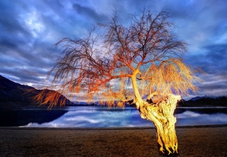 Golden tree - sky, golden, tree, sea, nature