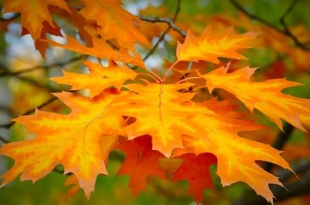 Autumn leaf - autumn, popular, branch, wallpaper, plants, nature, brown, orange, leaves, tree