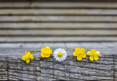 Pretty flowers - white, pretty, petals, flowers, yellow, nature