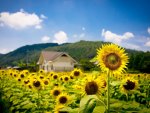 Sunflower fields