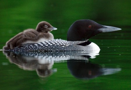 Calm sailing - calm, birds, harmony, nature, hd, cute, lake, animals, wallpaper