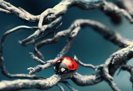 Lady Bug - bug, lady, animals, other