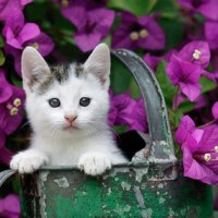 cute garden kitty